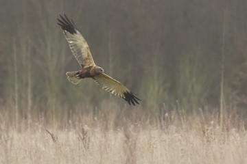 Hen harrier Circus cyaneus hunting