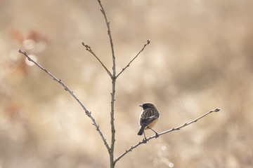Stonechat, Saxicola rubicola, perching