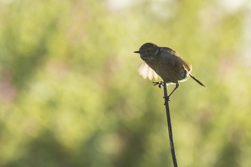 Stonechat, Saxicola rubicola, perching