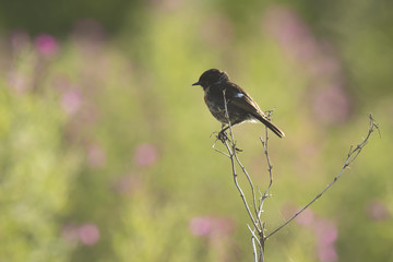 Stonechat, Saxicola rubicola, perching