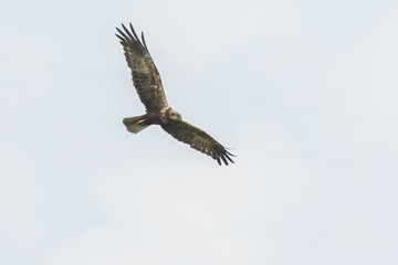 Western marsh harrier, Circus aeruginosus, hunting