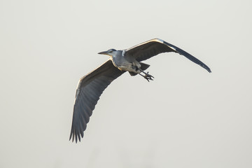 Great blue heron Ardea herodias flying