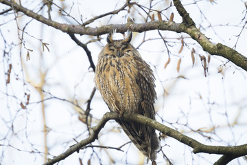 Long eared owl (Asio otus) perched in a tree
