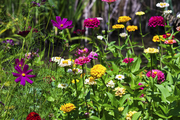 Colourful cultivated and wild flowers background.