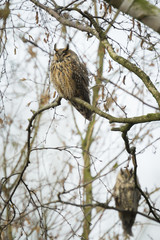 Long eared owl (Asio otus) perched in a tree