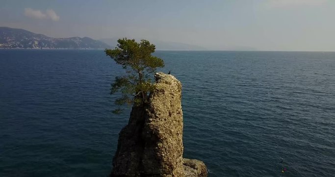 Lo Scoglio della Cadrega, pino marittimo albero, vista aerea, Lungomare tra Santa Margherita Ligure e Portofino, Paraggi, Liguria, Italia