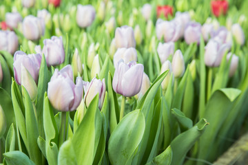 beautiful colorful tulips in the garden. it is possible to use for postcards
