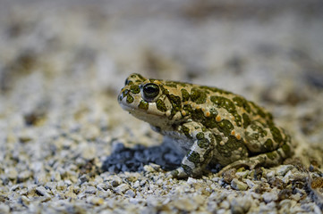 European green toad