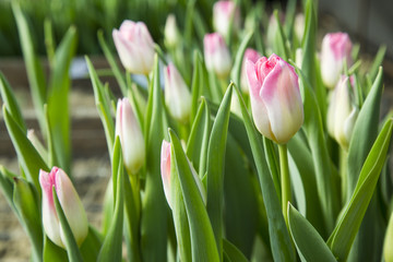 beautiful colorful tulips in the garden. it is possible to use for postcards
