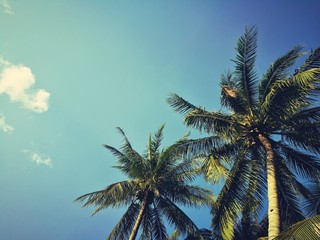 Fototapeta na wymiar coconut tree on the beach 