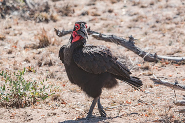 Southern Ground Hornbill