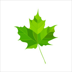 Fototapeta premium leaf icon 