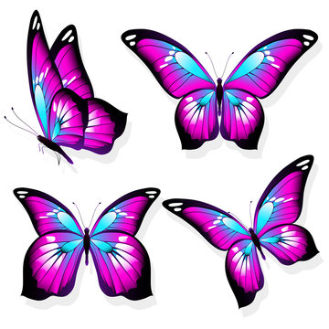 beautiful pink  butterflies, isolated  on a white