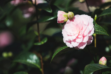 Kamelienblüte und Knospe im Licht der Frühlingssonne