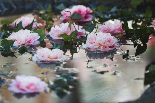 Kamelienbl&uuml;ten im Wasser