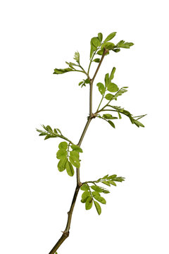 young acacia tree
