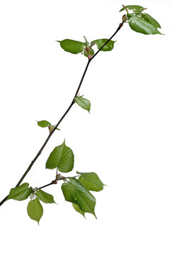 young linden tree
