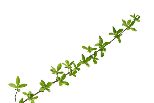 branch of forest plants