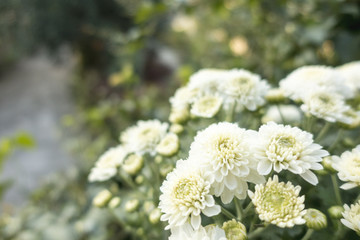 White Chrysanthemum flowers