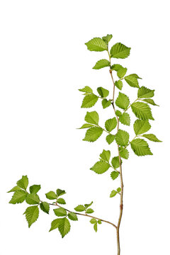 young tree hazel