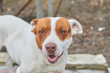 happy pit bull 