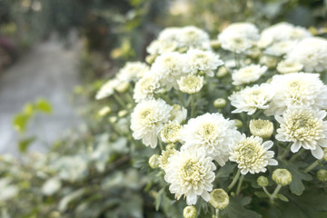 White Chrysanthemum flowers