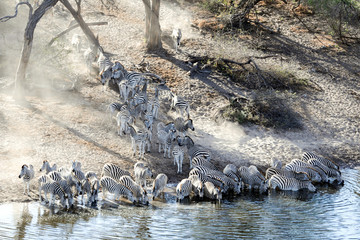 Zebra migration