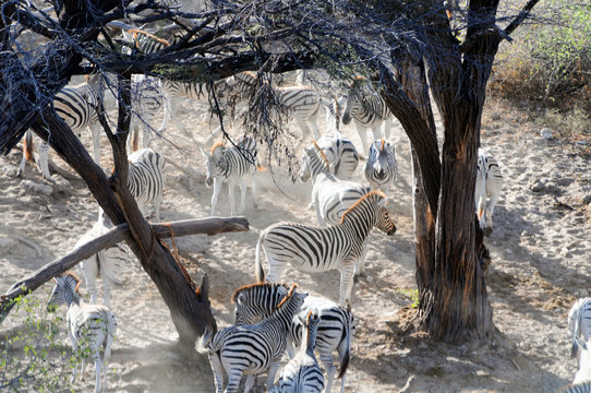 Zebra
