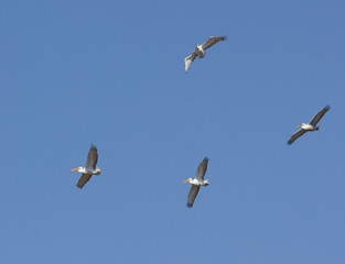 Dalmatian Pelicans (Pelecanus crispus) in flight above Manych lake, Kalmykia, Russia