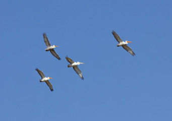 Dalmatian Pelicans (Pelecanus crispus) in flight above Manych lake, Kalmykia, Russia