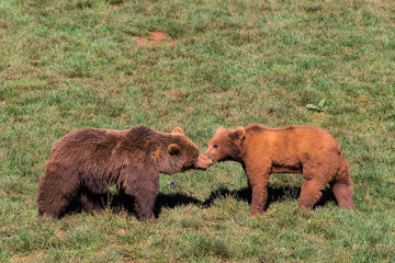 Brown bear (Ursus arctos) in Cabarceno Natural Park. Spain.