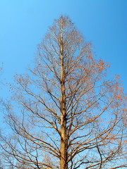 春のメタセコイア