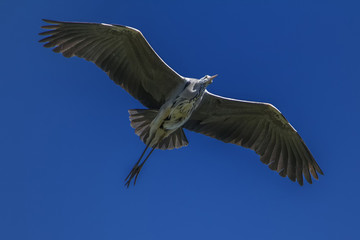 Bird gray heron in flight. Against the background of the blue sky.