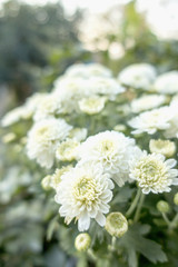White Chrysanthemum flowers