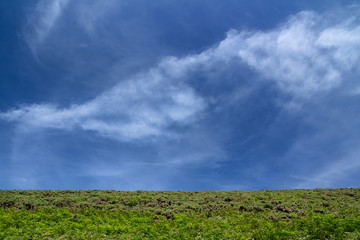 Background with blue sky and green grass