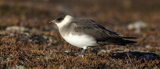 Labbe parasite,.Stercorarius parasiticus, Parasitic Jaeger, Spitzberg, Norvege