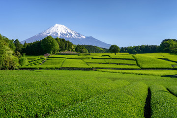 Obraz premium 富士山と茶畑