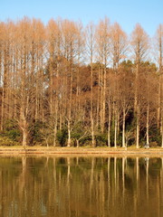 冬の池と林