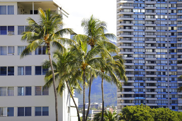 Fototapeta na wymiar Palm trees and apartment buildings in Hawaii