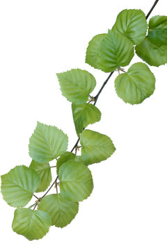 birch branch