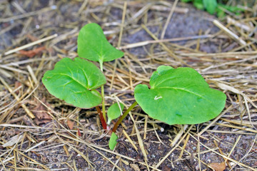 Rhubarb (Rheum rhabarbarum) Victoria young seedling
