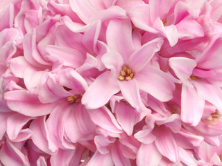 Delicate pink fragrant spring primrose hyacinth flowers background