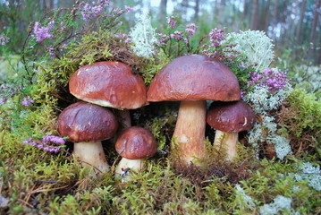 Mushrooms in the forest.