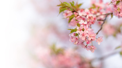 Cherry flowers and branch