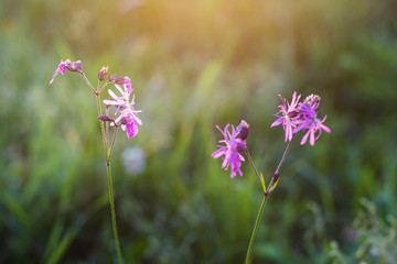 bright pink flowers in green garden in sunlight