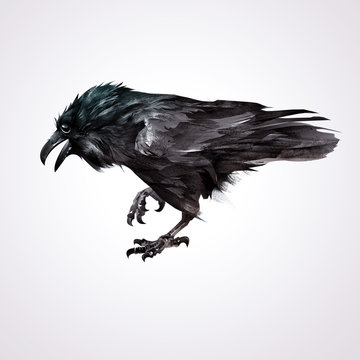 Painted isolated realistic bird of crows