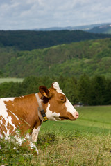 Fototapeta na wymiar koeien in groothertogdom Luxemburg