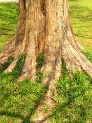 Obraz premium メタセコイアの根元