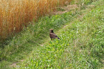 The common buzzard (Buteo buteo)