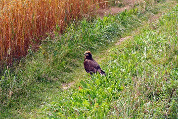 The common buzzard (Buteo buteo)